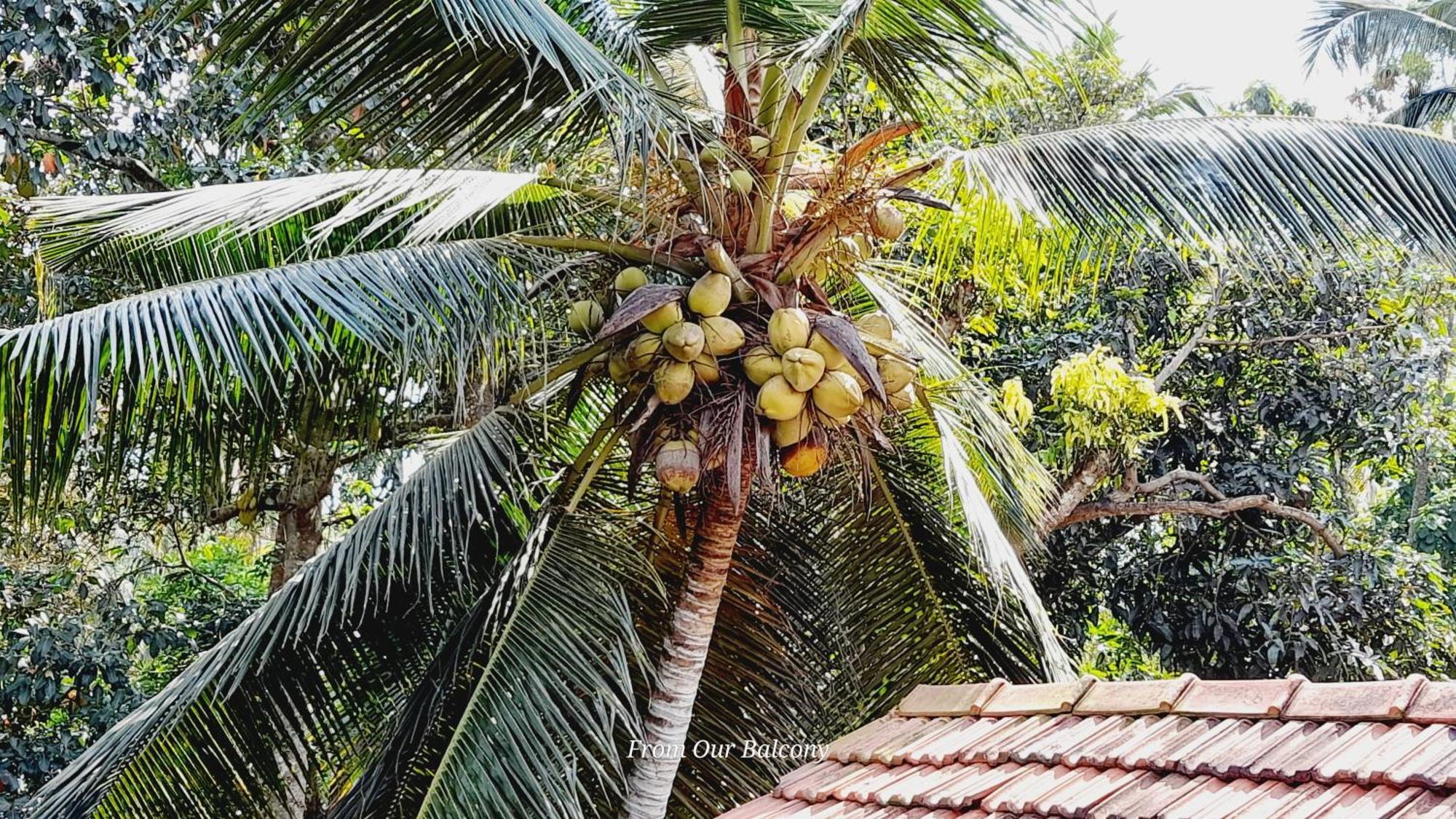 Le Meridien Bnb For Foreign Travelers Negombo Luaran gambar